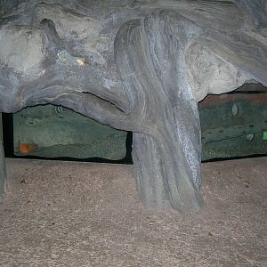 Zambian Giant Mole rat exhibit