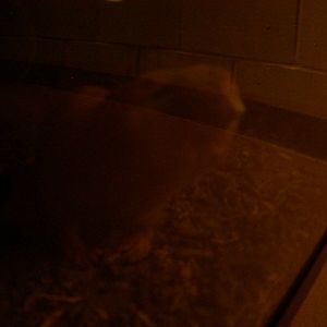 Zambian Giant Mole rat