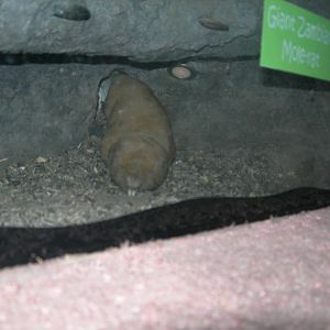 Zambian Giant mole rat