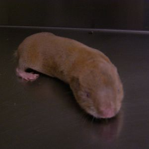 Behind the scenes look at the Zambian Giant Mole Rat