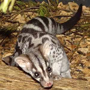 Owston's Civet