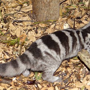 Owston's Civet