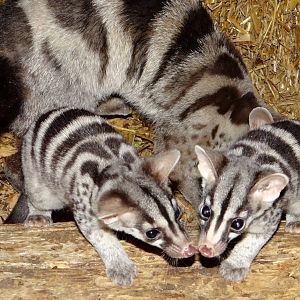 Owston's Civet
