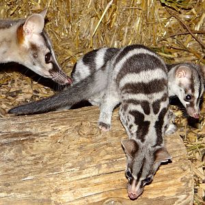 Owston's Civet