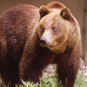 Appennine brown bear Ursus arctos marsicanus