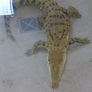 Salt water Croc