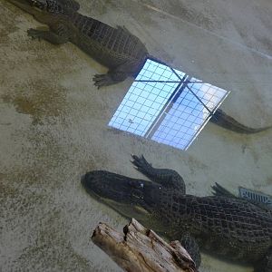 Alligators