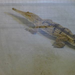 Fresh water croc