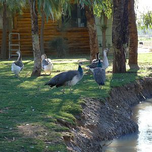 Peahens and geese