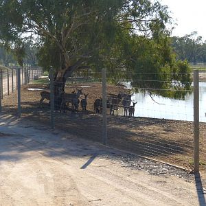 Fallow & Red Deer paddock