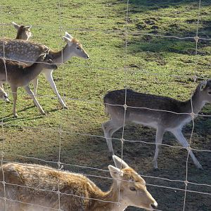 Fallow hinds