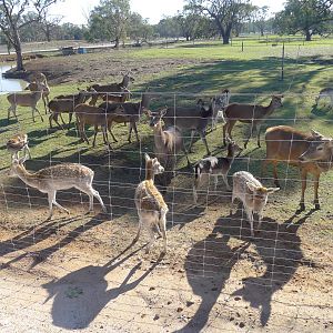 Red and Fallow Deer
