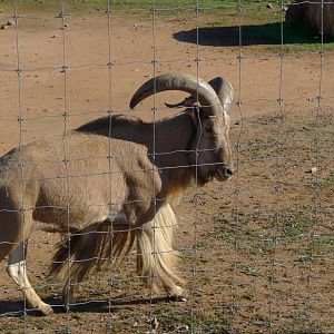 Barbary Ram