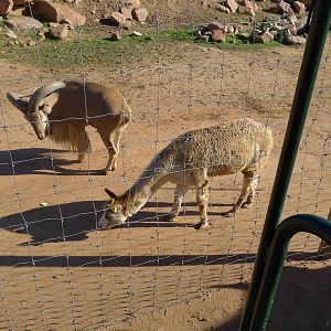 Barbary Sheep with the guard Alpaca