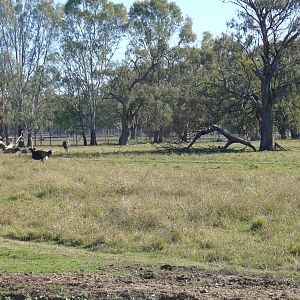 Water Buffalo & Ostrich