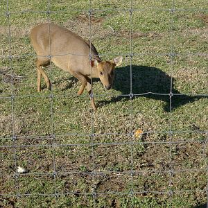 Hog Deer
