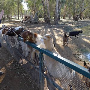 feed time for the goats