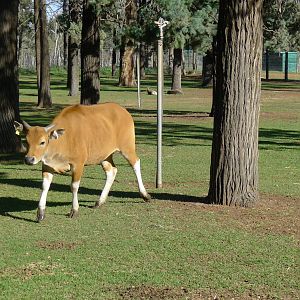 the hand raised Bantang - "Honey"