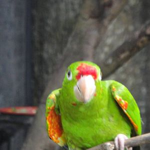 Finsch's Conure (Aratinga finschi)