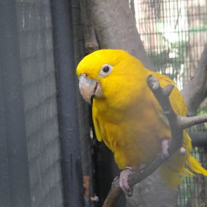 Queen of Bavaria Conure (Guaruba guarouba)
