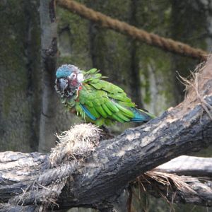 Painted Conure (Pyrrhura picta picta)