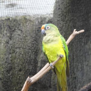 Peach fronted conure (Aratinga aurea)