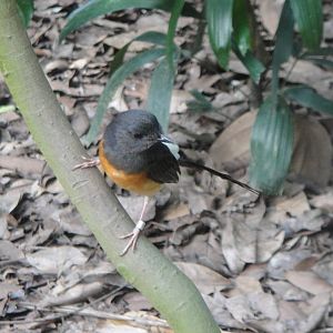 Shama (Copsychus malabaricus)