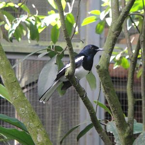 Magpie Robin (Copsychus saularis)