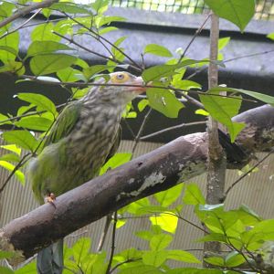 Lineated Barbet (Megalaima lineata)