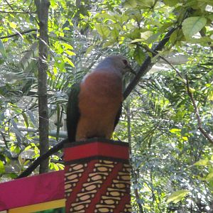 Purple Tail Imperial Pigeon (Ducula rufigaster)