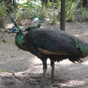 Javan Green Peafowl