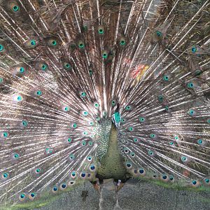 Javan Green Peafowl