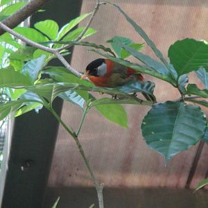 Silver Eared Mesia (Leiothrix argentarius)
