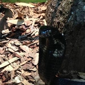 Equatorial Spitting Cobra-Naja sumatrana