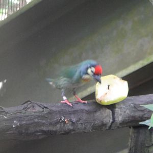 Coppersmith (Megalaima haemacephala)