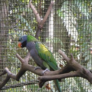 Derbyan Parakeet (Psittacula derbyana)