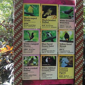 Example of signage at the central free-flying area of asian aviary