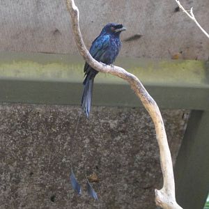 Greater Racquet-tail Drongo