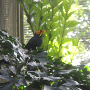 Yellow Faced Myna (Mino dumonti)