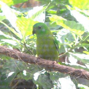 Blue Crowned Hanging Parrot (Loriculus galgulus)