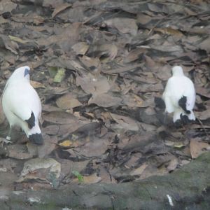 Bali Myna (Leucopsar rotschildi)