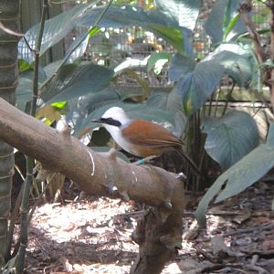 White Crested Laughing Thrush (Garrulax leucolophus diardi)