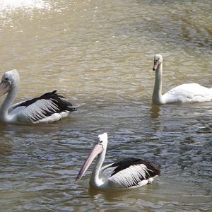 Australian Pelicans (Pelecanus conspicillatus)