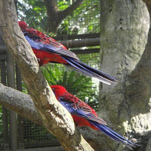 Pennat Rosella (Platycercus elegans)