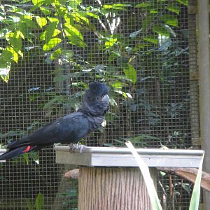 Red Tailed Black Cockatoo