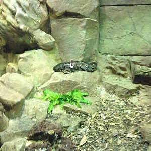 Reticulated Python-Python reticulatus