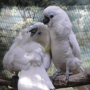 Blue Eye Cockatoo (Cacatua ophthalmica)