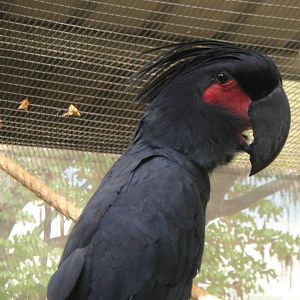 Goliath Palm Cockatoo (Probosciger aterrimus goliath)