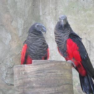 Pesquet's Parrot