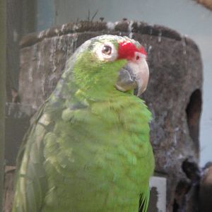 Salvin's Amazon (Amazona autumnalis salvini)